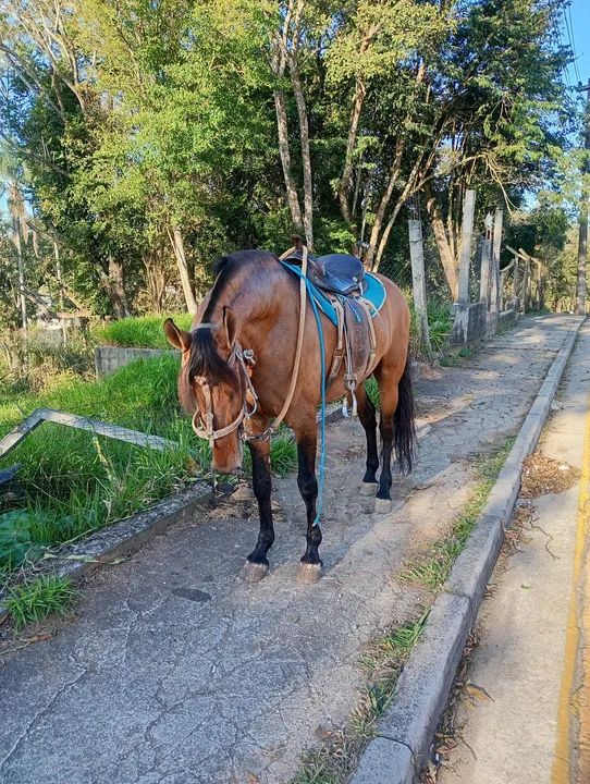 Cavalo campolina garanhão  - Foto 5