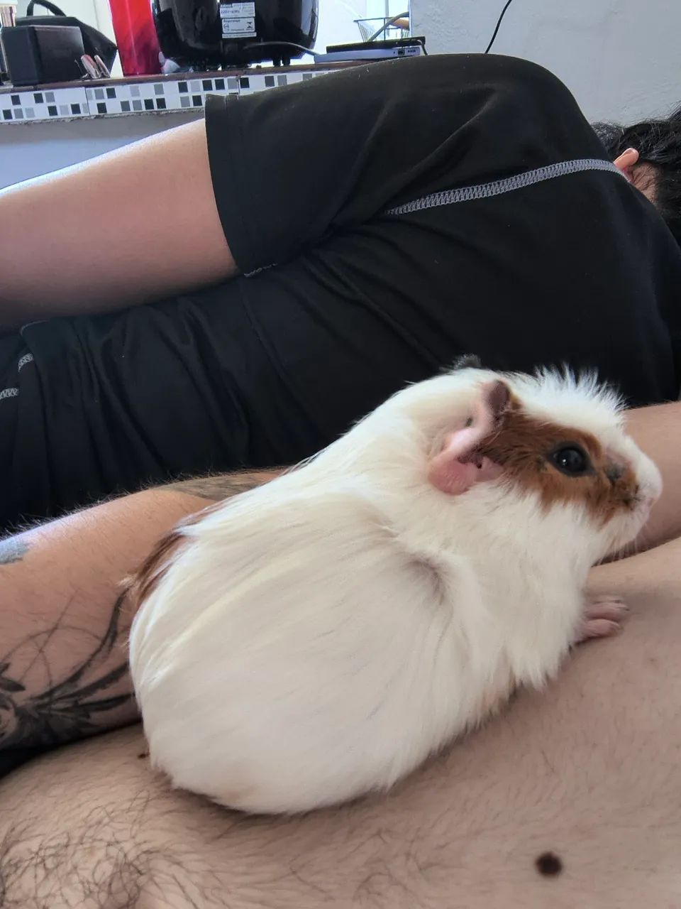 Porquinhos da índia machos (3, 5 e 6 meses) - Foto 3