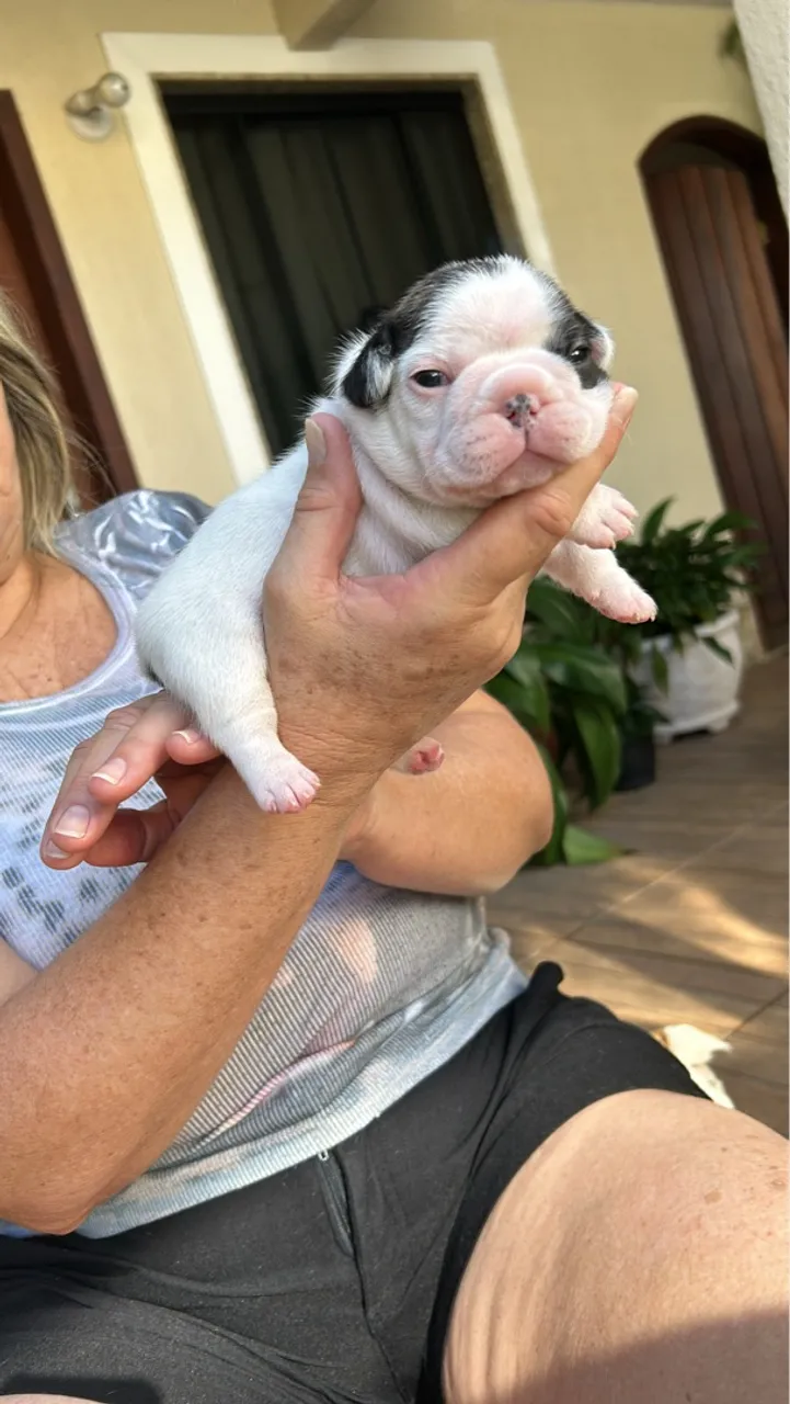 Bulldog Francês