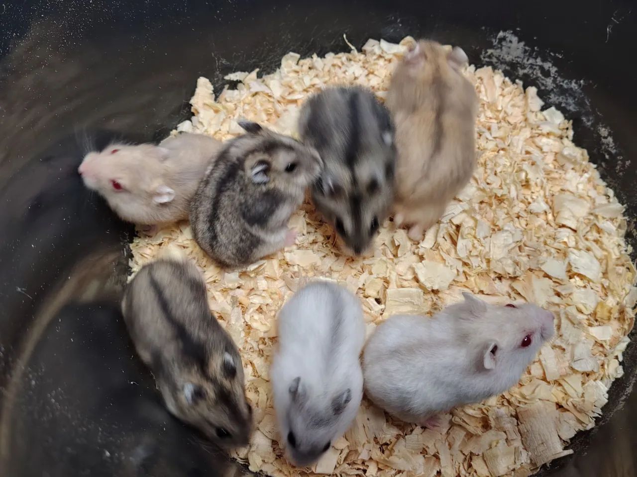 Filhotes de hamster Anão Russo (Chinês) - Foto 2