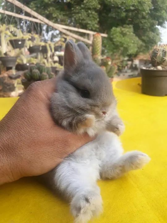 Coelho anão importado 