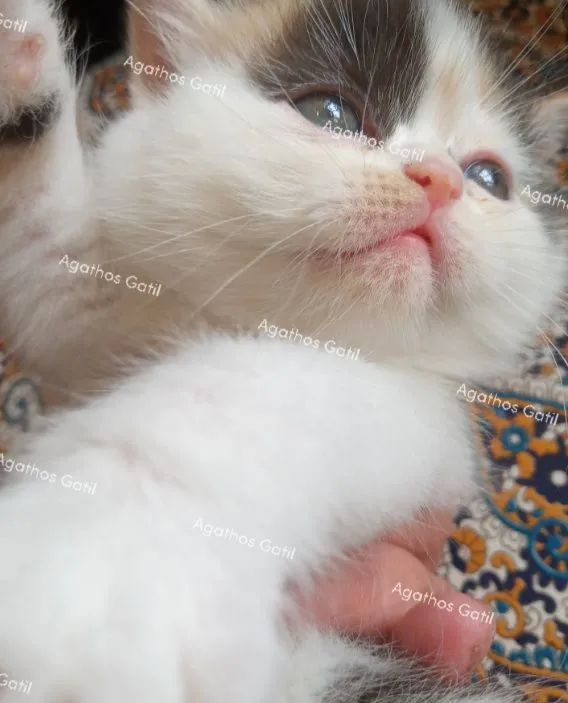 Gatinhos persas e exóticos disponíveis  - Foto 2