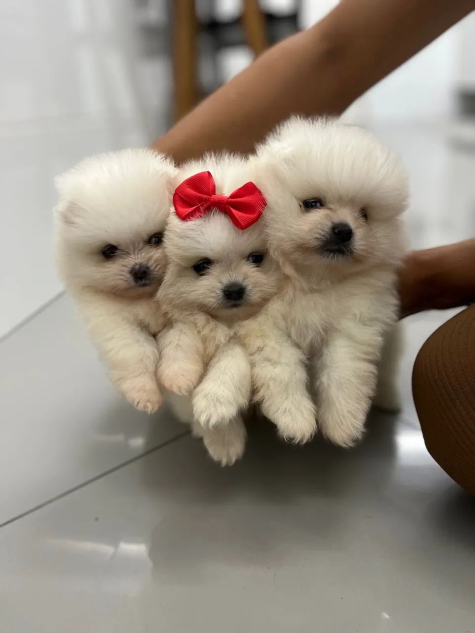 Lulu da Pomerânia - Filhotes branquinhos, com pedigree e muito amor!