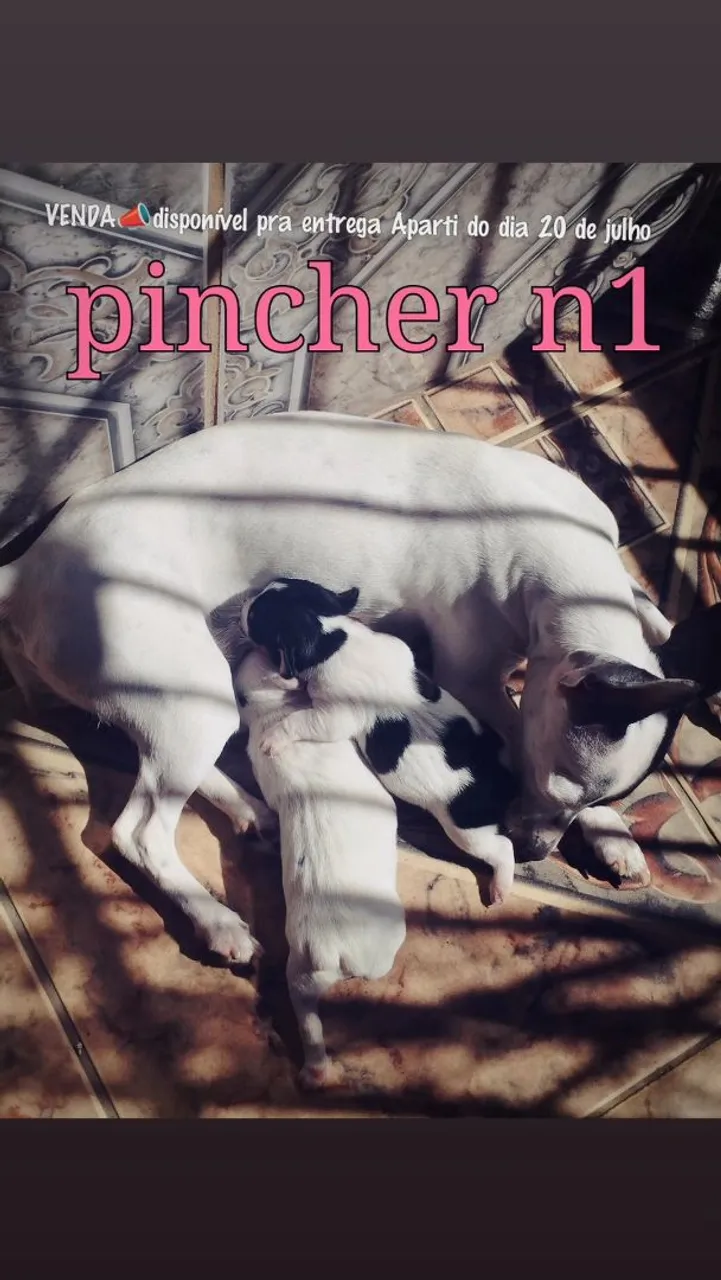 Filhotes de Pinscher n1 - Disponíveis para Entrega!
