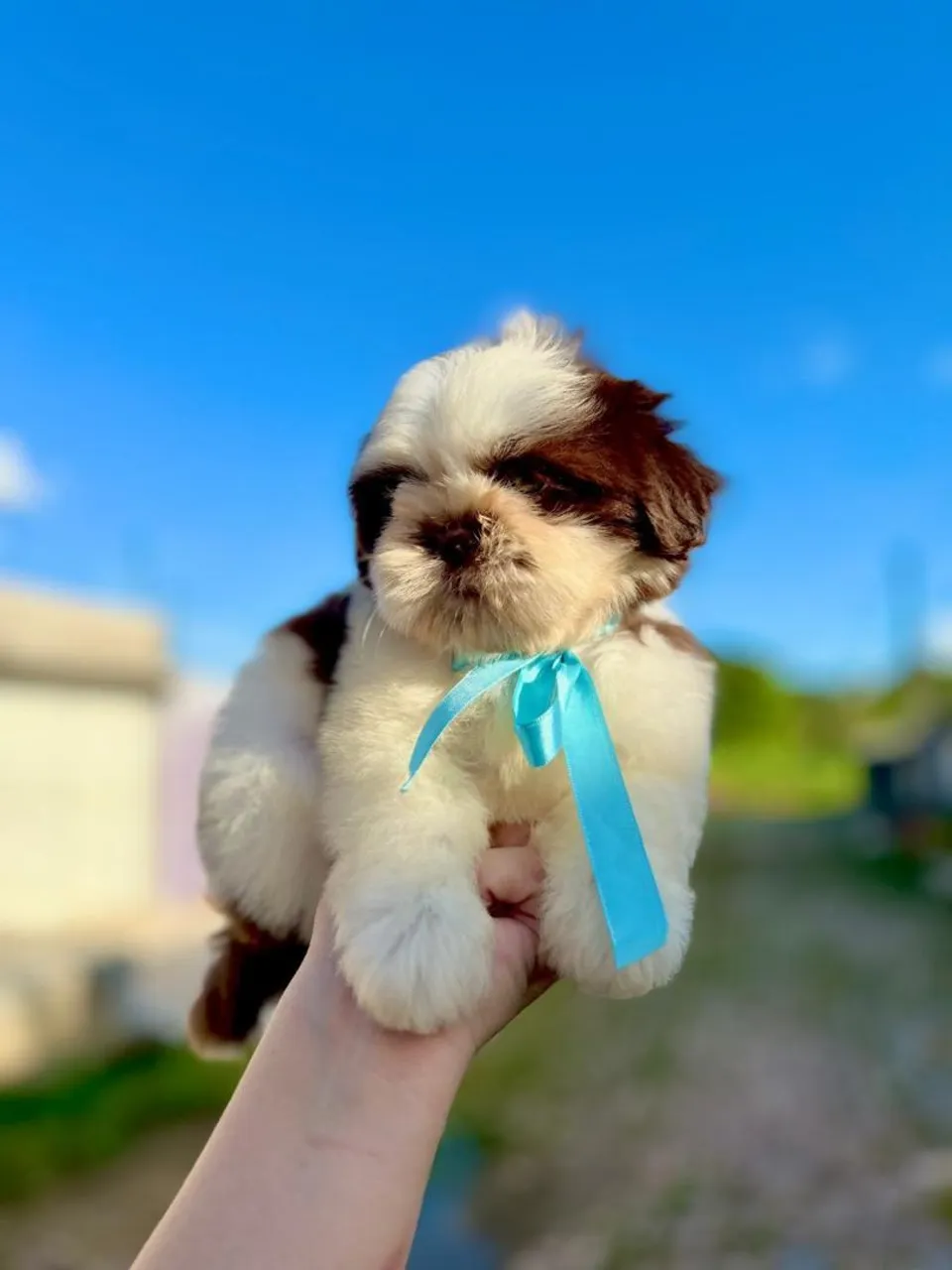 Filhote de Shih Tzu Mini