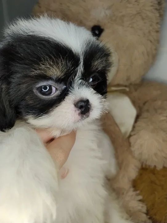 Cachorro Shih Tzu Fêmeas 1200  Chocolate macho 650 - Foto 2