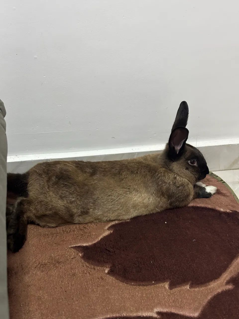 Coelho macho raça grande - Foto 3