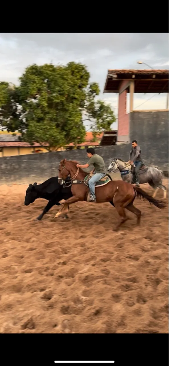 Cavalos de vaquejada com 13 anos