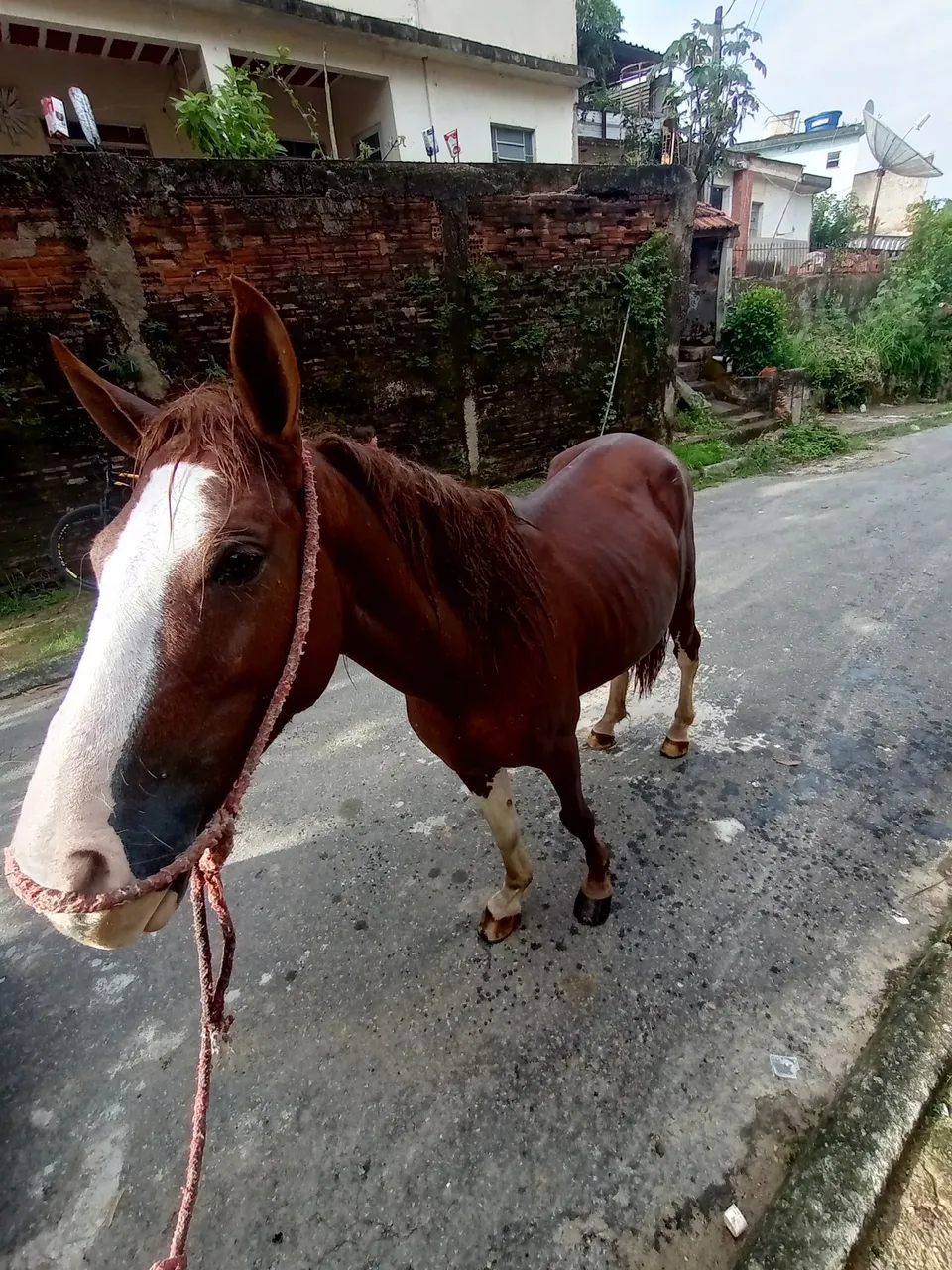 Cavalo Mangalarga Marchador