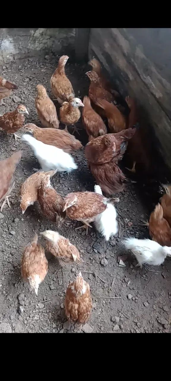 Poedeira rodia - Foto 2