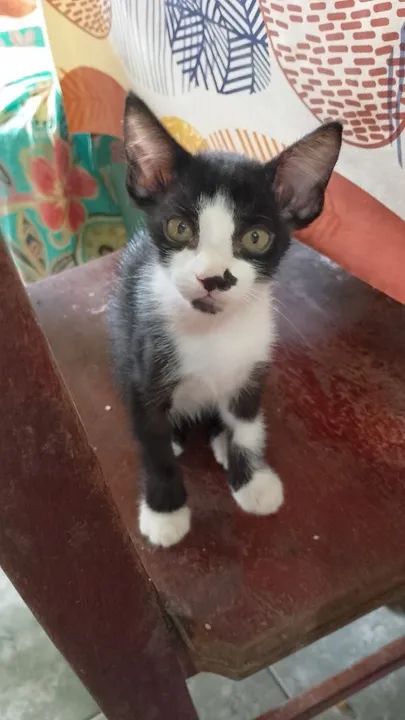 Doação de gatinha filhote