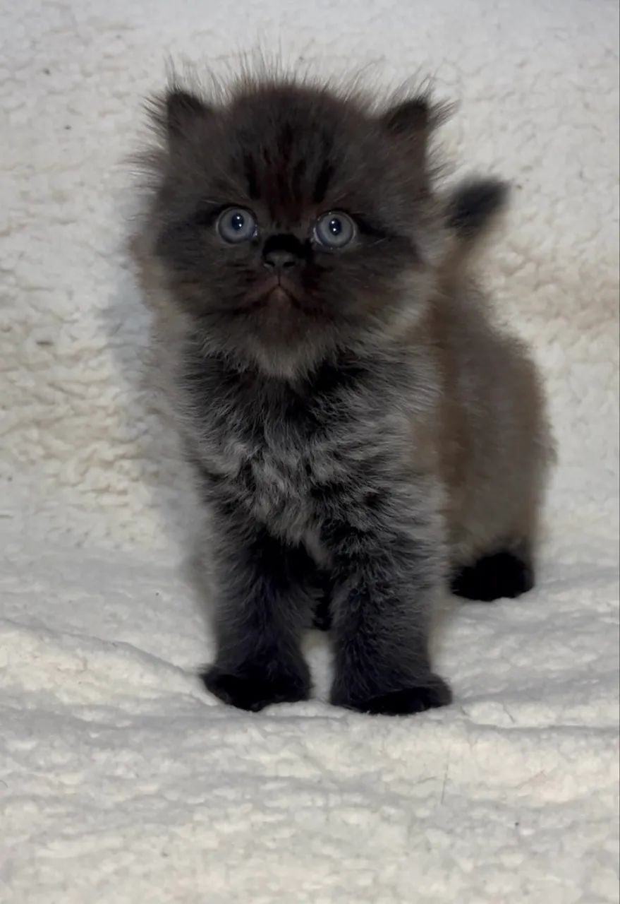 Gatos persas a venda  - Foto 4