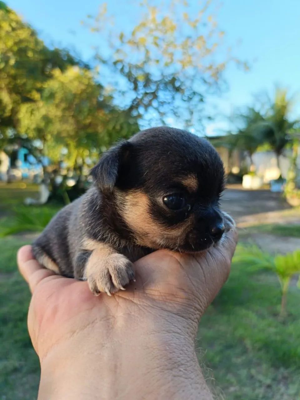 Chihuahua  - Foto 4