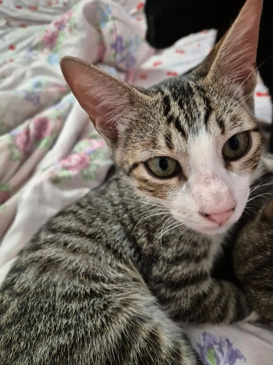 Gatinho pra adoção  - Foto 4