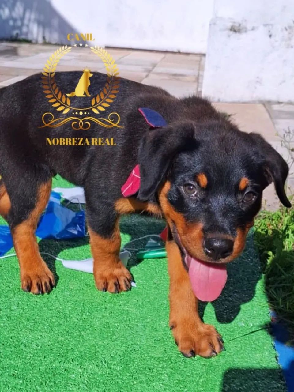 Rottweiler Macho do @CanilNobrezaReal
