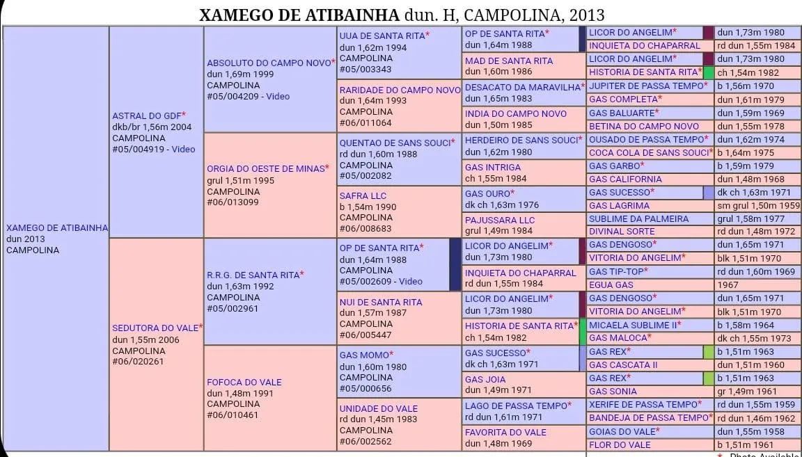 Cavalo campolina garanhão  - Foto 3