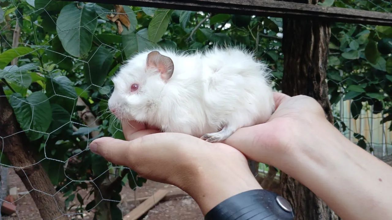 Doação Porquinhos da Índia Albinos - Foto 2