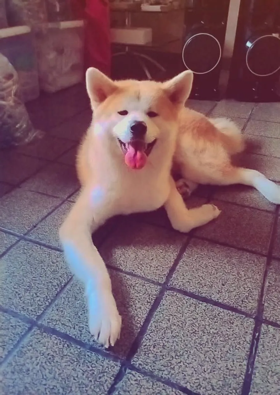 Akita Inu Procuro namorada