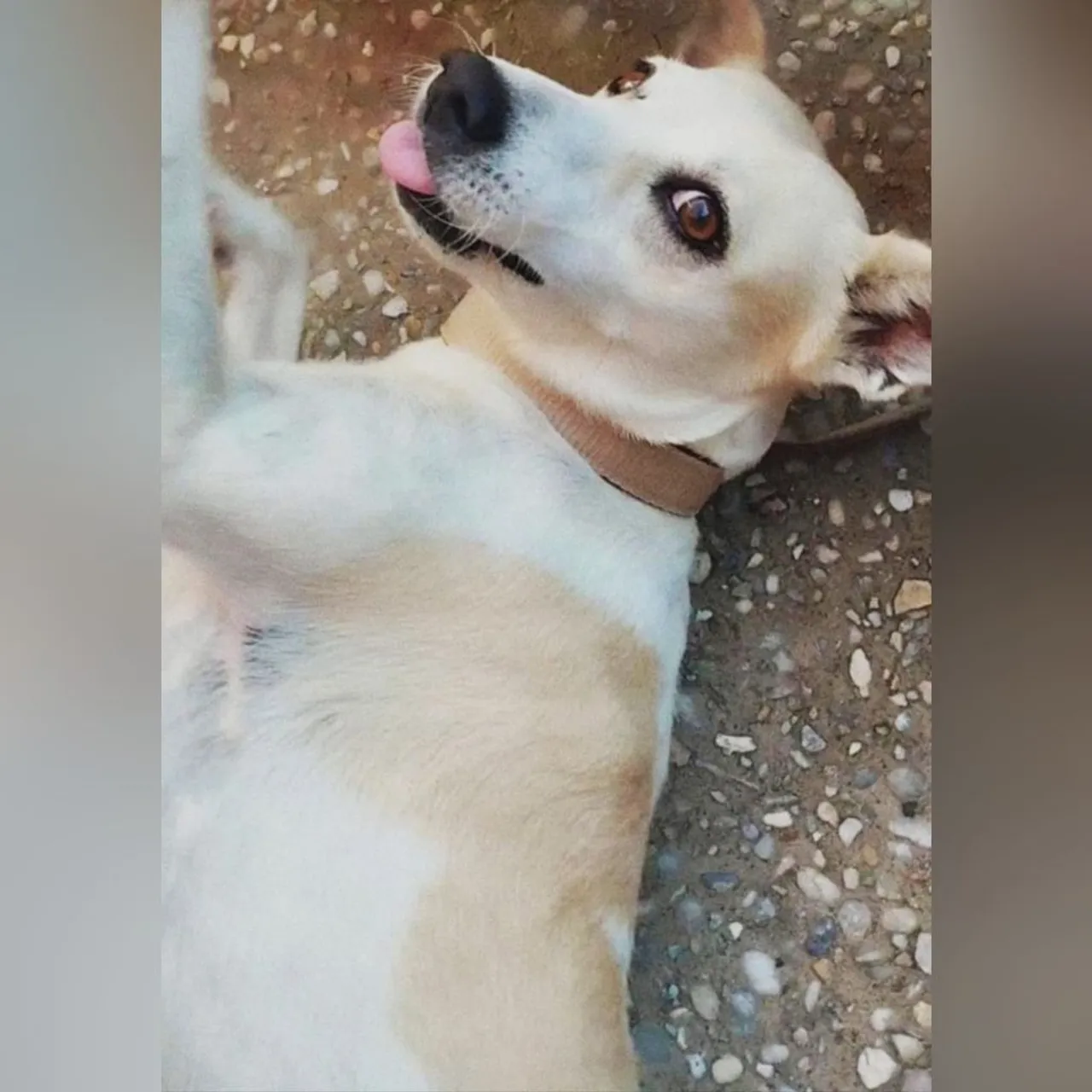 Cadela Adorável para Adoção Responsável 