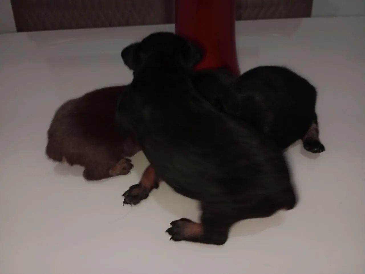 Cachorro  - Foto 2