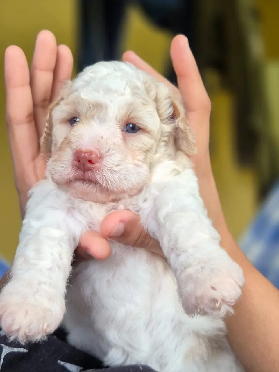 Poodle N 1  - Foto 2
