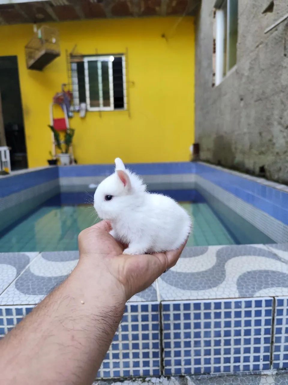 Mini coelho