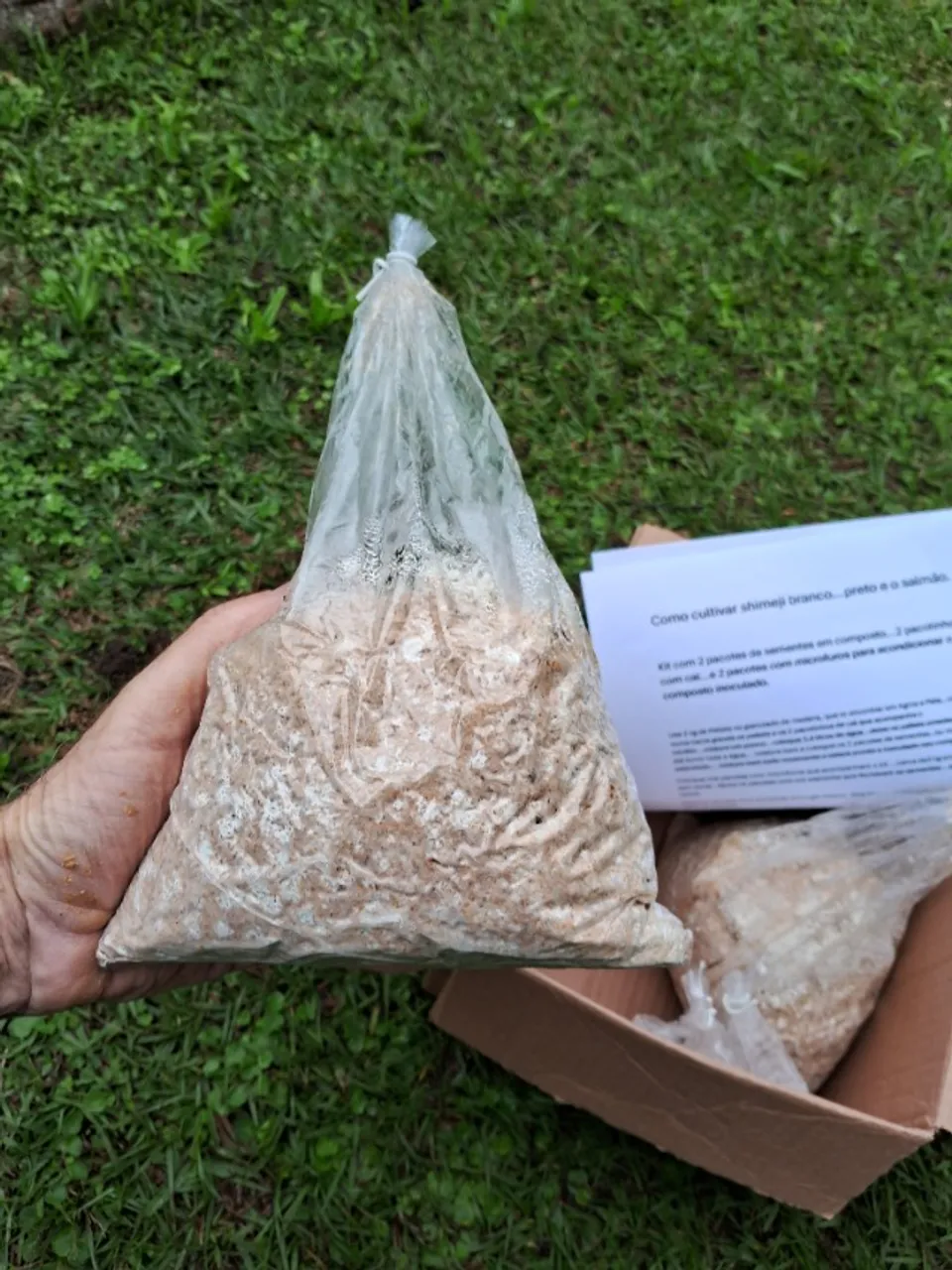 Sementes em composto de shimeji branco, preto ou rosa