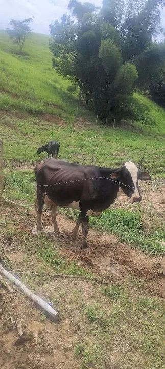 Vendo ou troco vacas girolanda - Foto 4