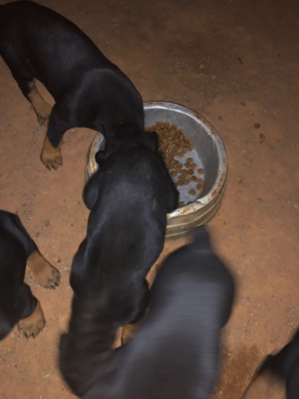 Filhotes puros da raça DOBERMAN - Foto 2