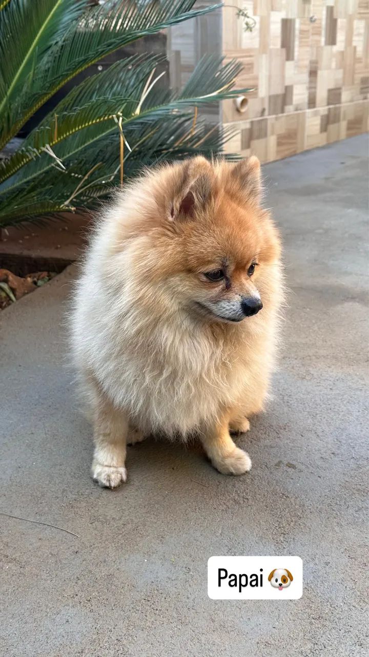 lulu da pomerania - Foto 4