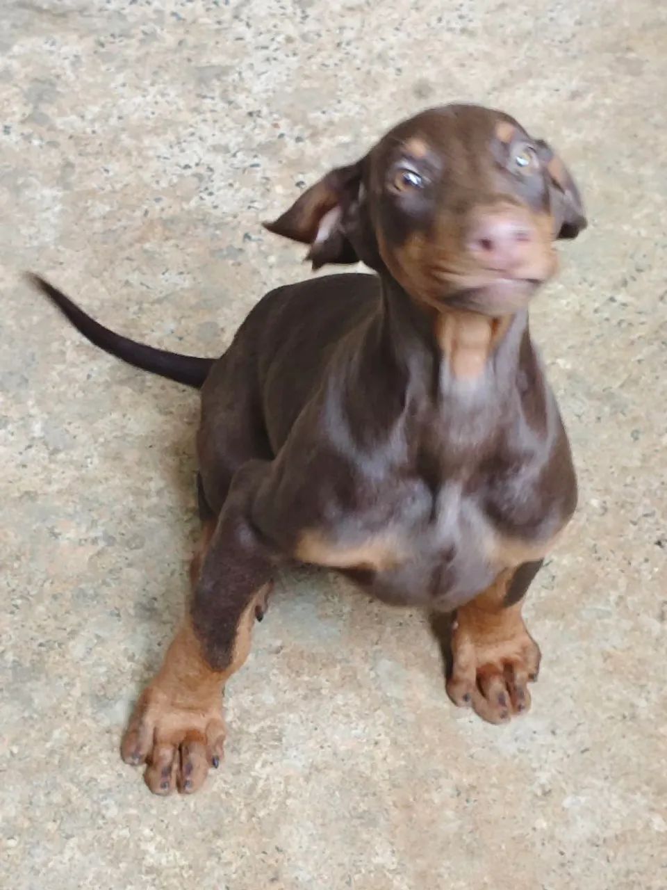 Doberman filhote - Chocolate - Foto 3