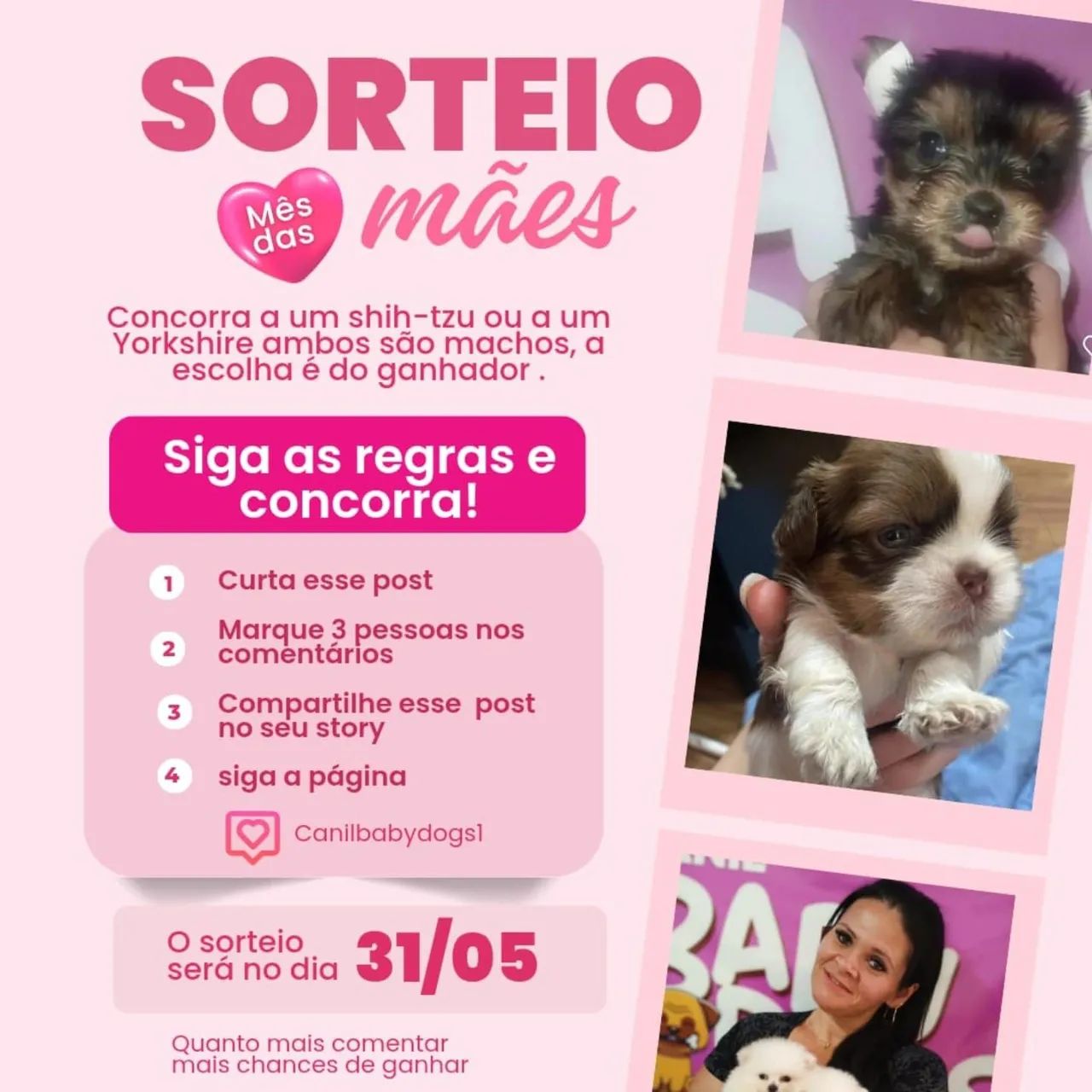 Lindos Filhotes de Pinscher zero aceitamos cartão até 12x  - Foto 2