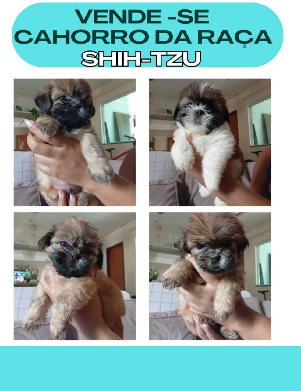Filhotes Shih Tzu 