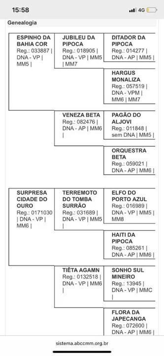 Castradinho de pista dos sonhos! - Foto 6