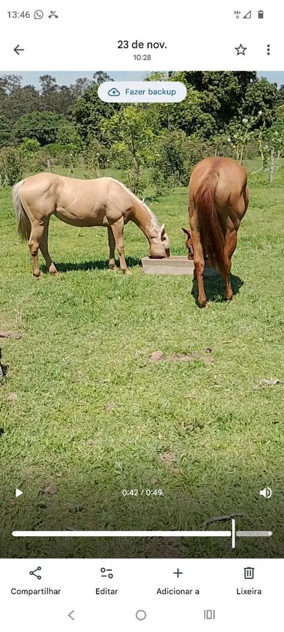 Potra Quarto de Milha a Venda  - Foto 3