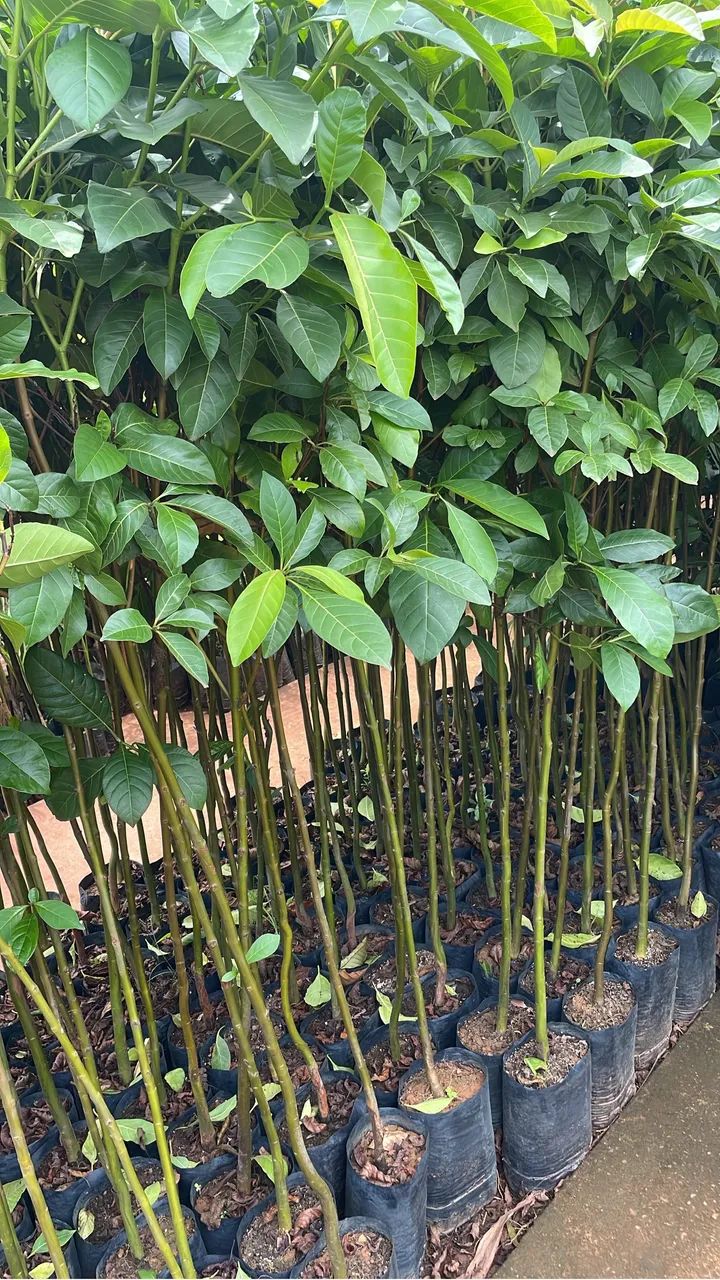 Muda de pau mulato 