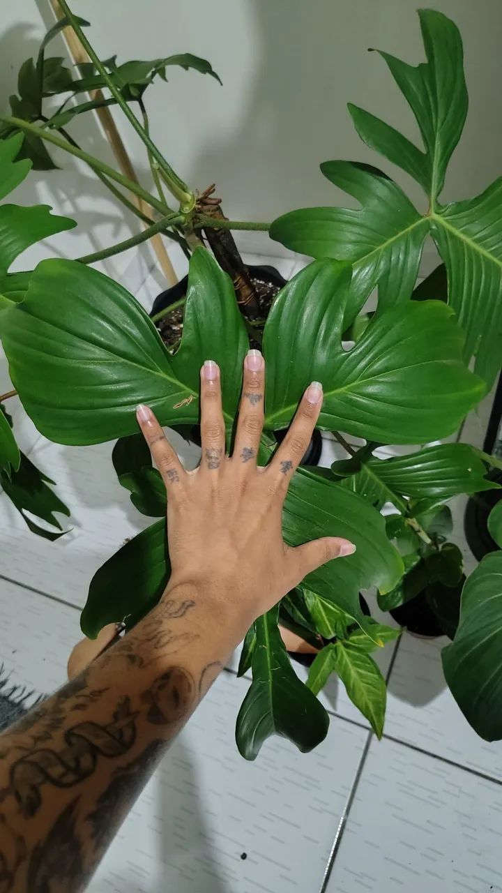 Planta filodendro pedatum - Foto 3