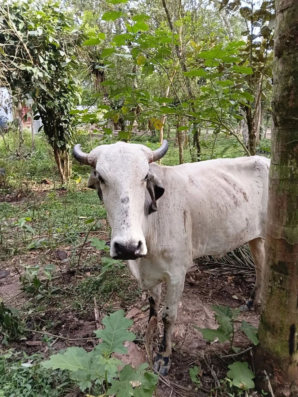 Vaca gir 1 de uma cria WhatsApp  * - Foto 3