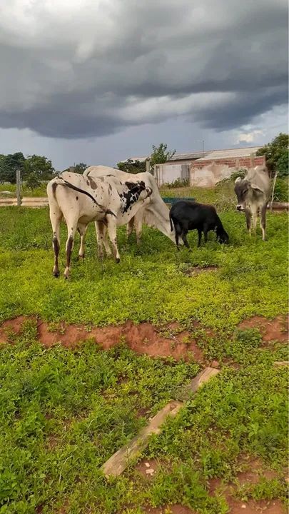 Vendo 3 novilhos  - Foto 2