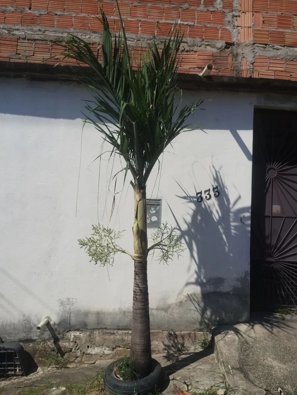 Palmeira Areca - Planta de Interior