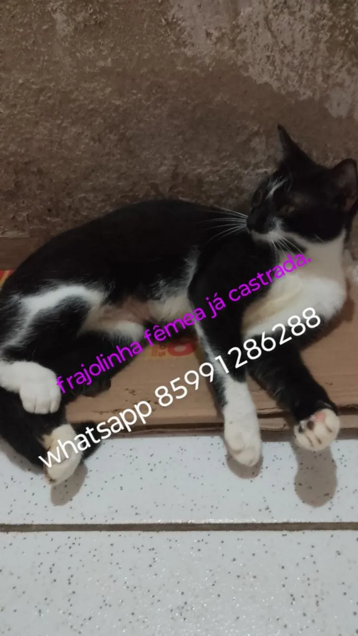 Gatinha Frajolinha para adoção - Castrada e amorosa!