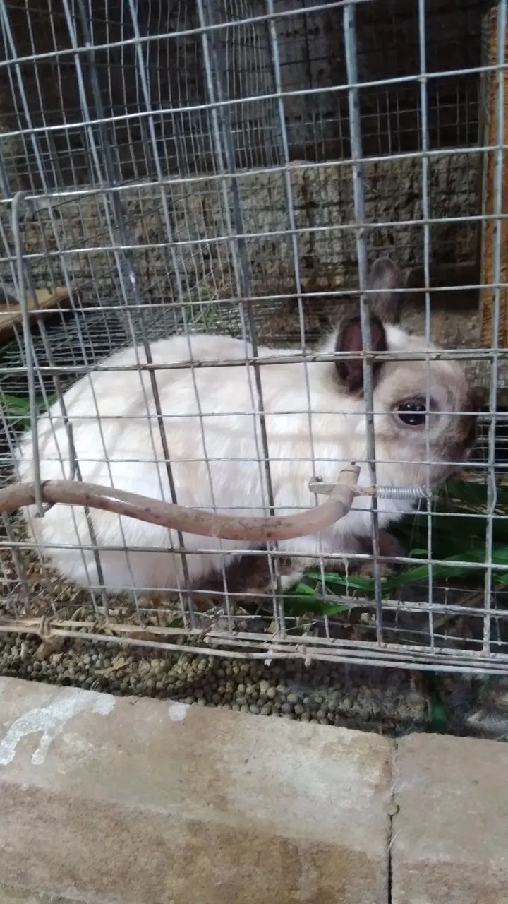 Mini coelhos netherland - Foto 4