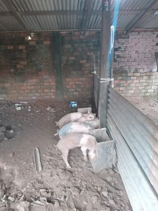 Filhotes de porco para venda - Foto 2