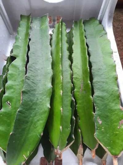 Pitaya  - Foto 4