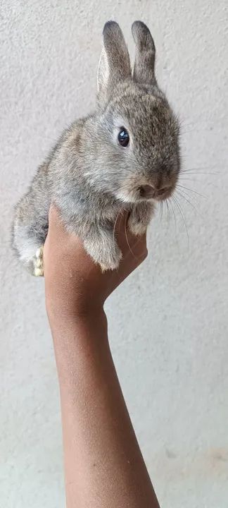 Coelho filhote de raça  - Foto 5