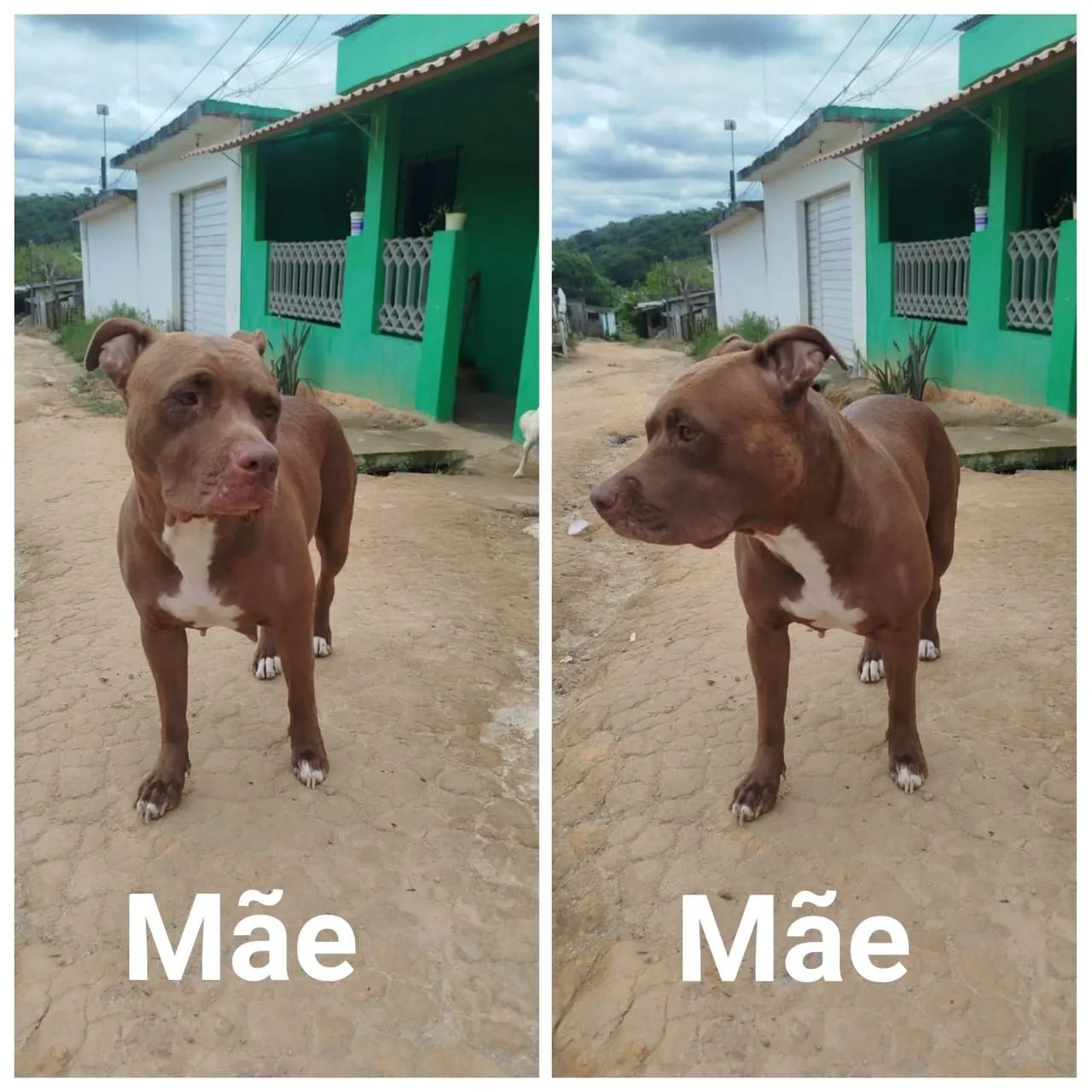 Cachorro pit bull