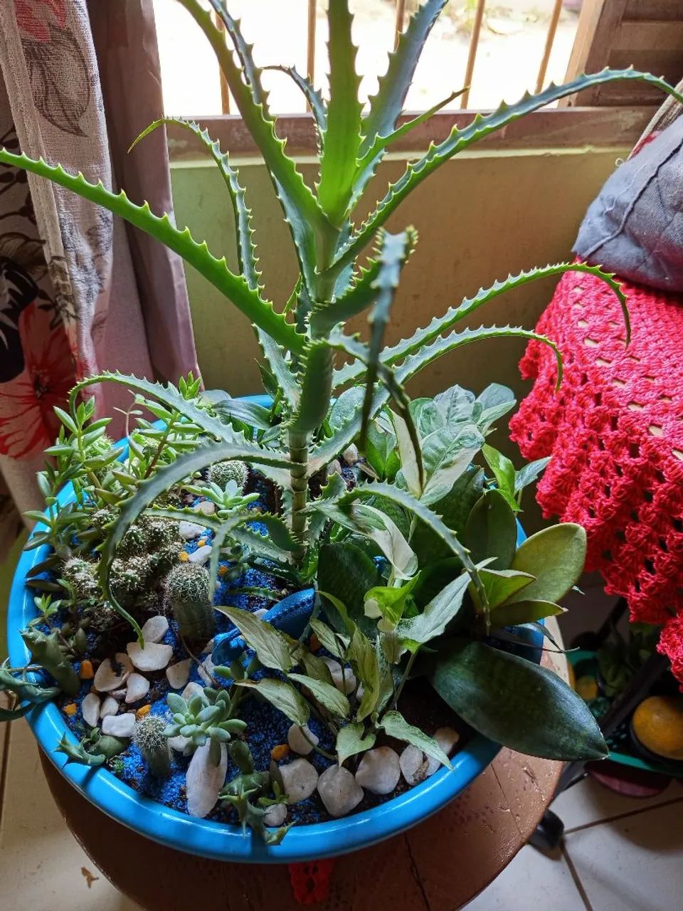Bazar de plantas! - Foto 4