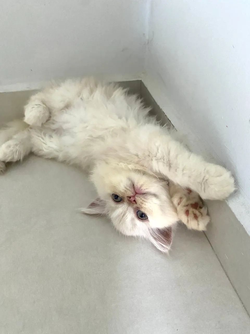 Gato persa - Foto 3