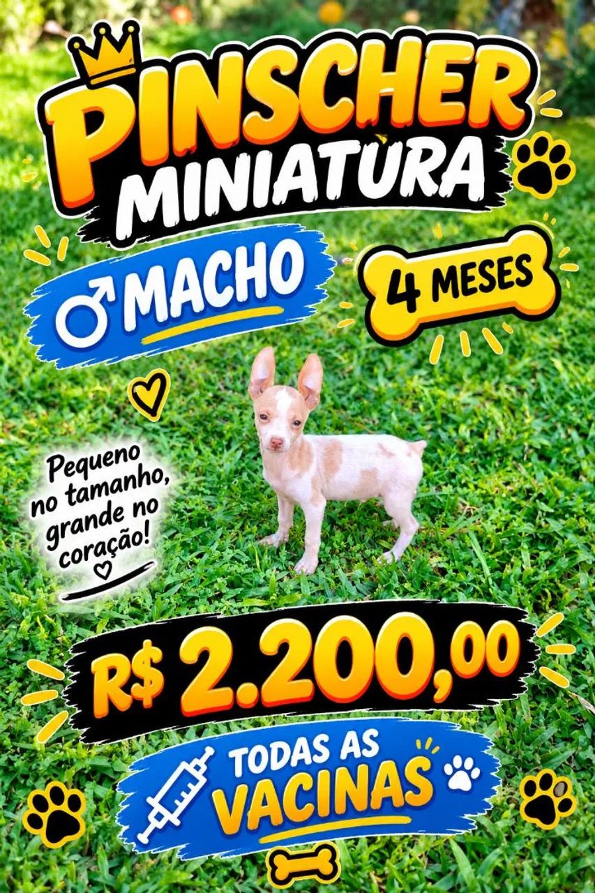 PINSCHER MINIATURA  - Foto 2