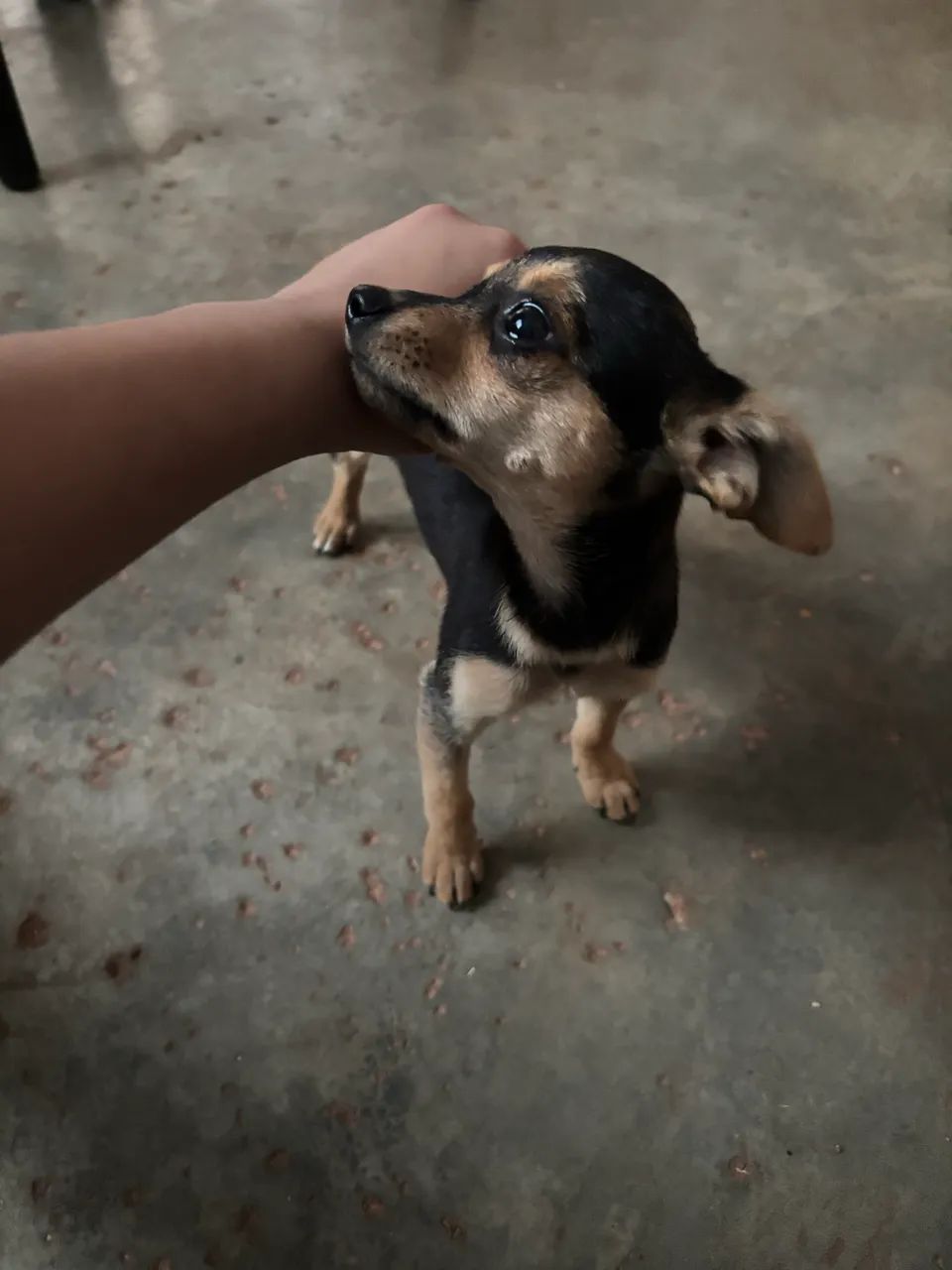 Pinscher  - Foto 2